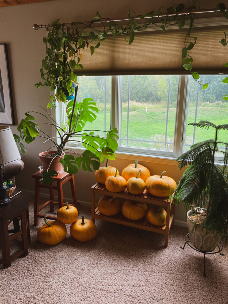 Many homegrown pumpkins, arranged on a bench, in front of a window.