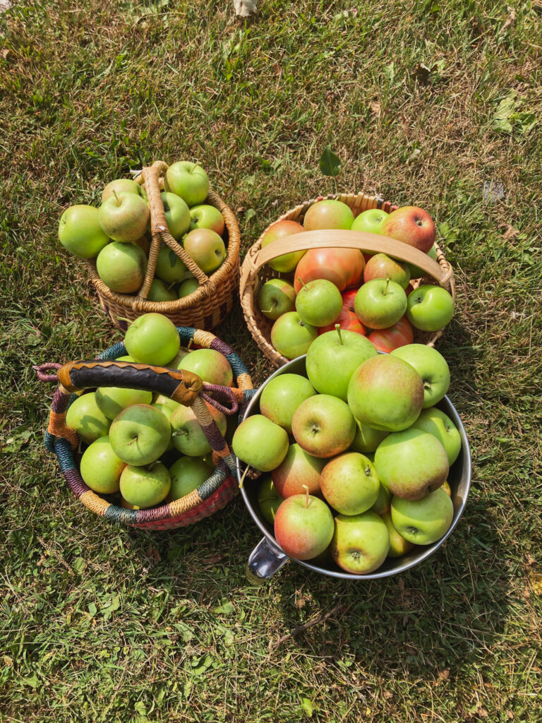 Many small apples from a Haralson tree, in baskets.